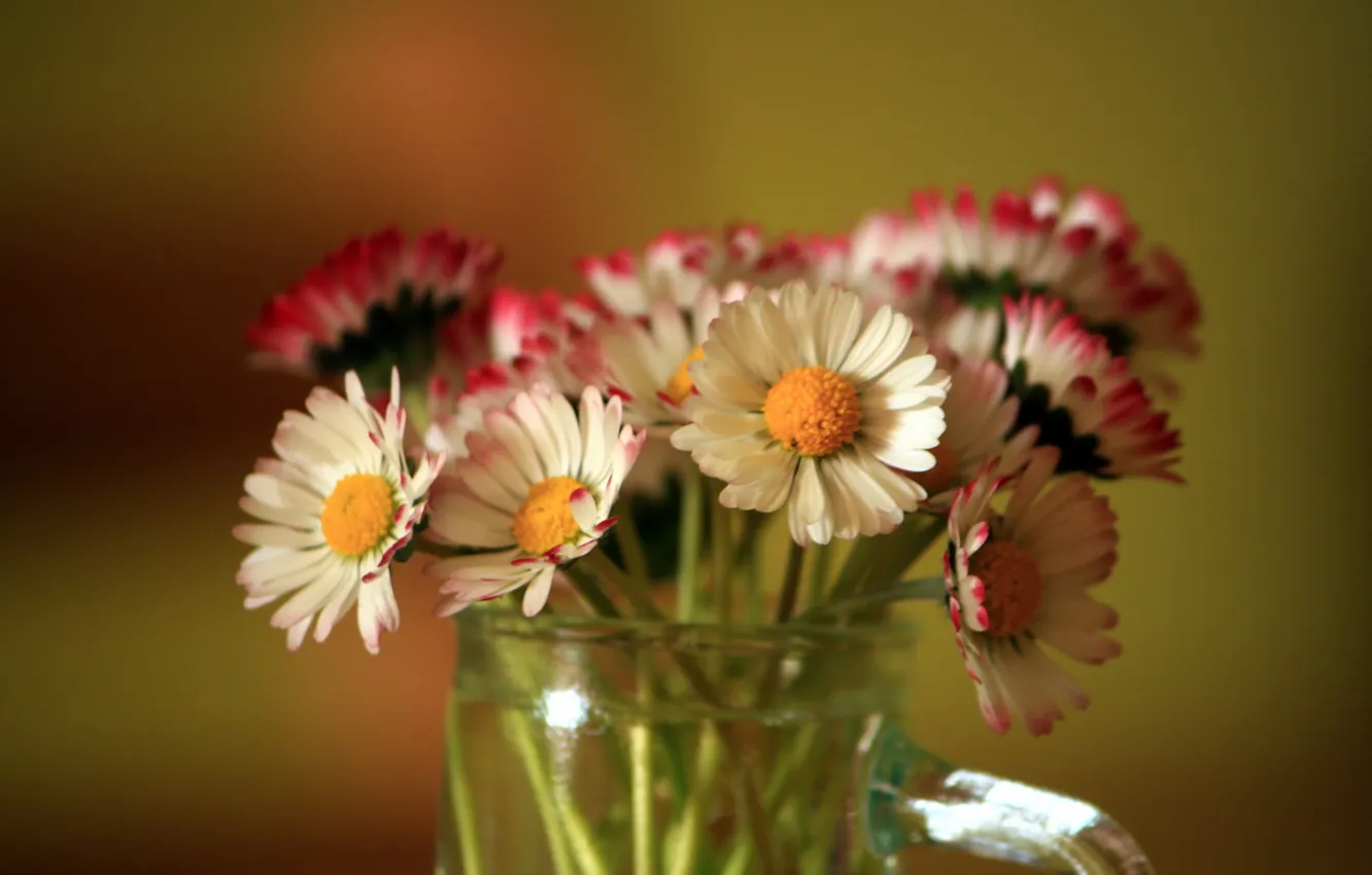 Photo wallpaper flowers, background, color