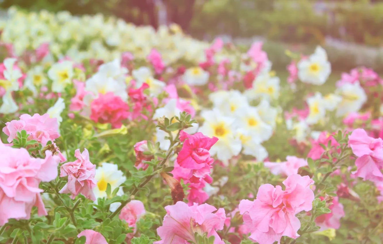 Photo wallpaper flowers, Park, garden