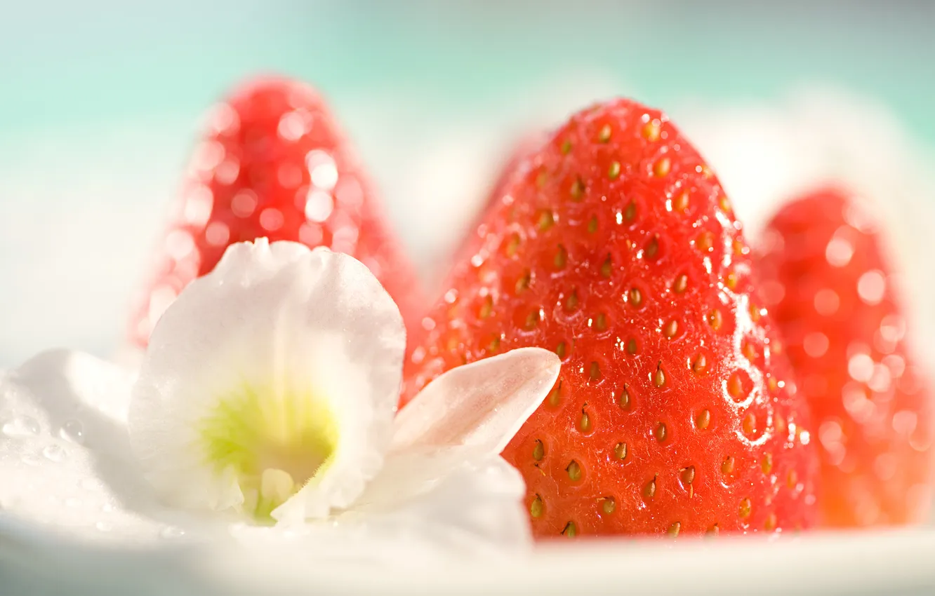 Photo wallpaper white, flower, flowers, food, strawberry