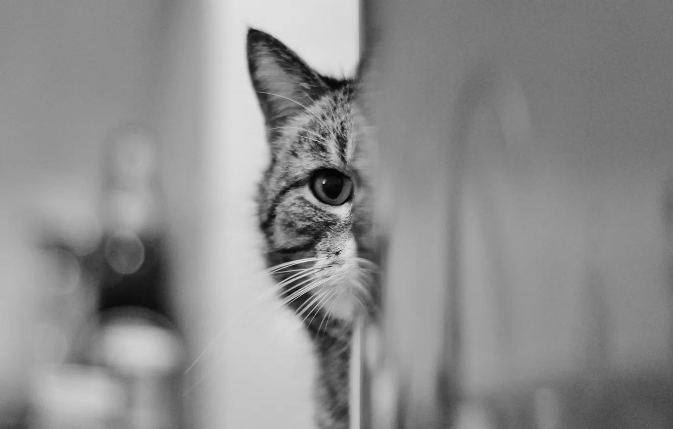 Photo wallpaper eyes, look, Koshak, Tomcat