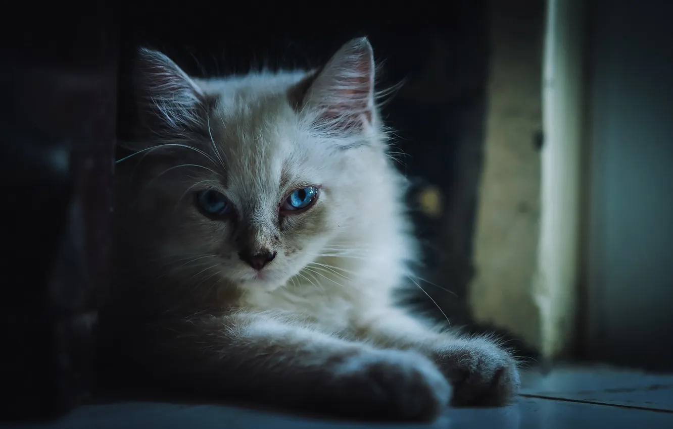 Photo wallpaper cat, look, background