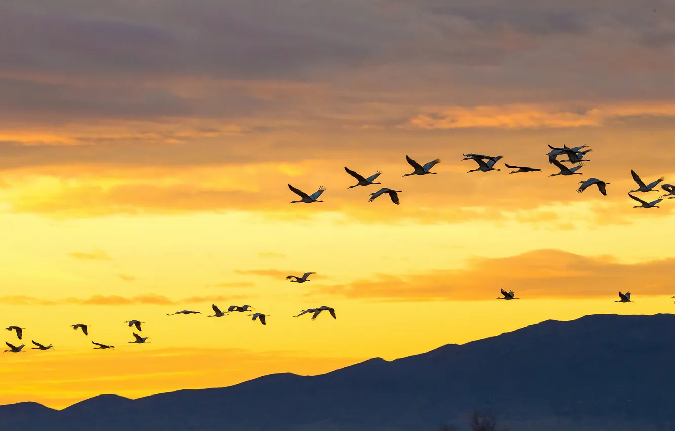 Photo wallpaper the sky, clouds, flight, sunset, mountains, dawn, hills, bird