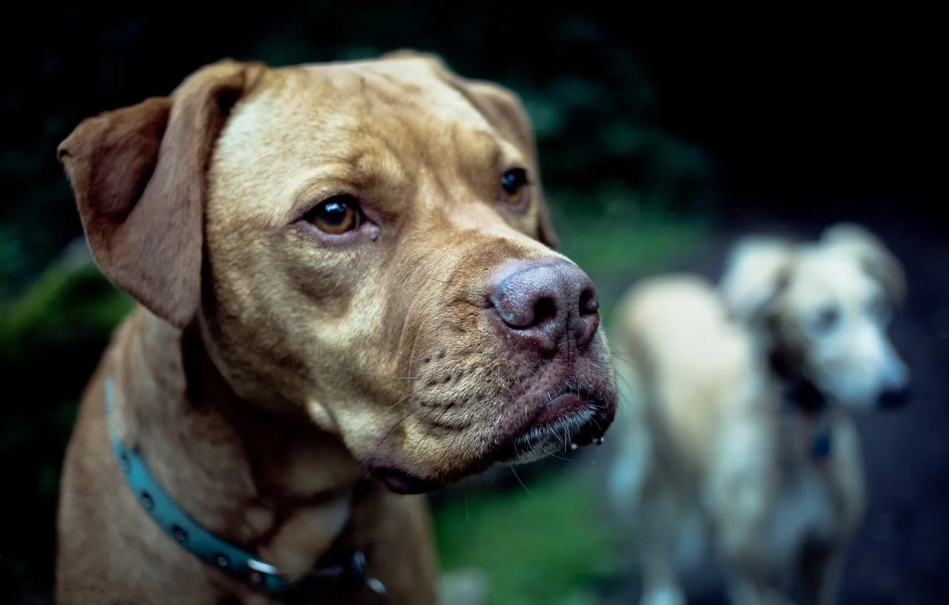 Photo wallpaper look, each, dog