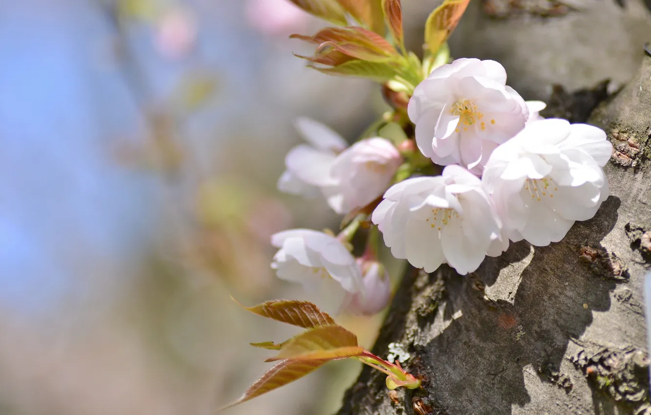 Photo wallpaper trees, cherry, spring, Sakura