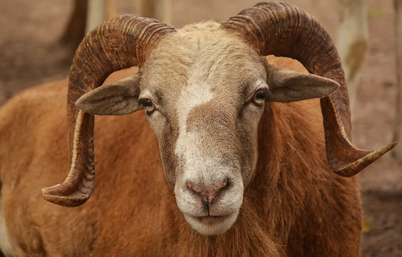 Photo wallpaper look, face, portrait, horns, red, RAM