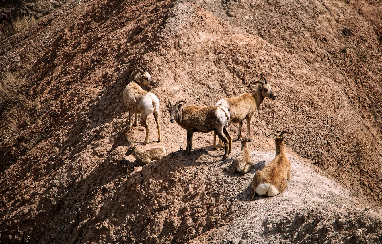 Photo wallpaper Montana, USA, mountain goat, Badlands, wild animals, Butte