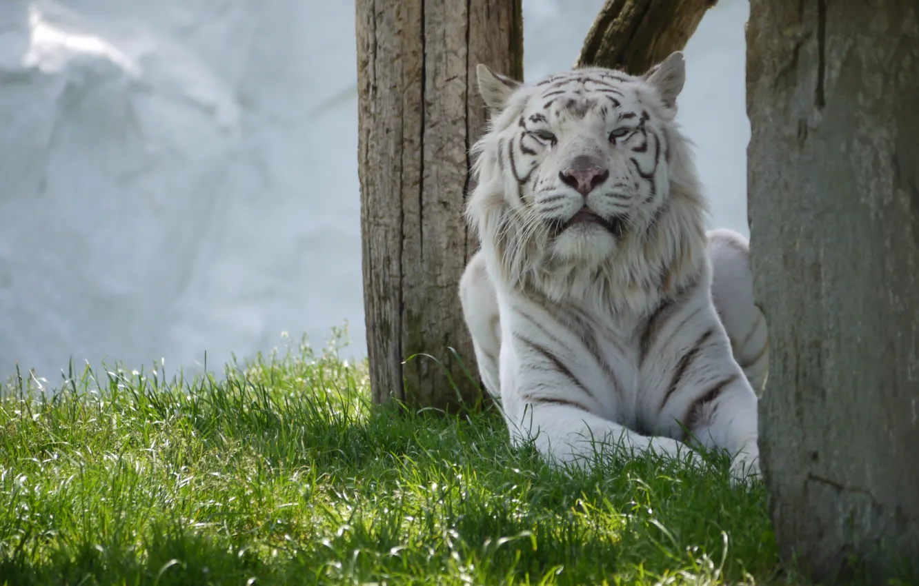 Photo wallpaper cat, grass, white tiger