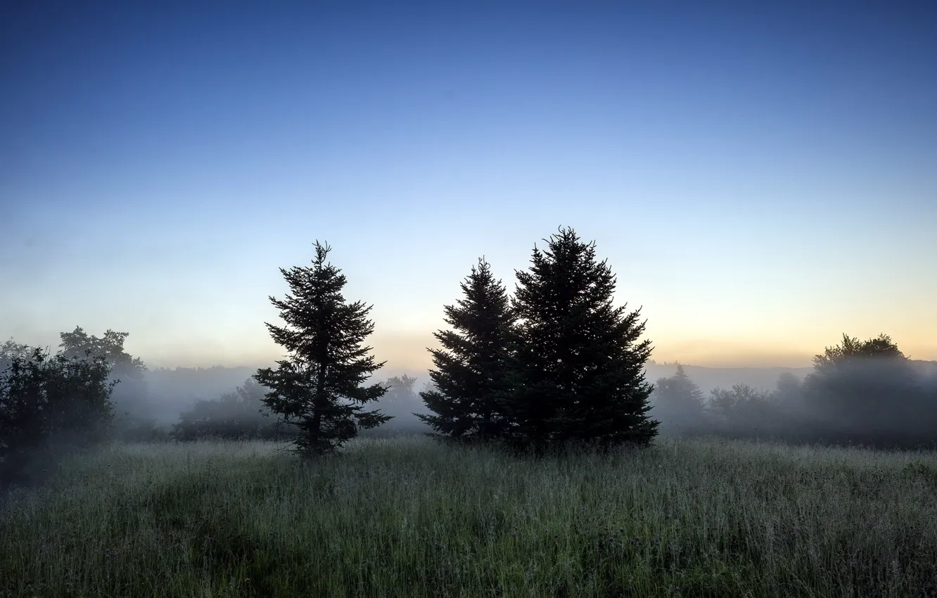 Photo wallpaper grass, trees, dawn