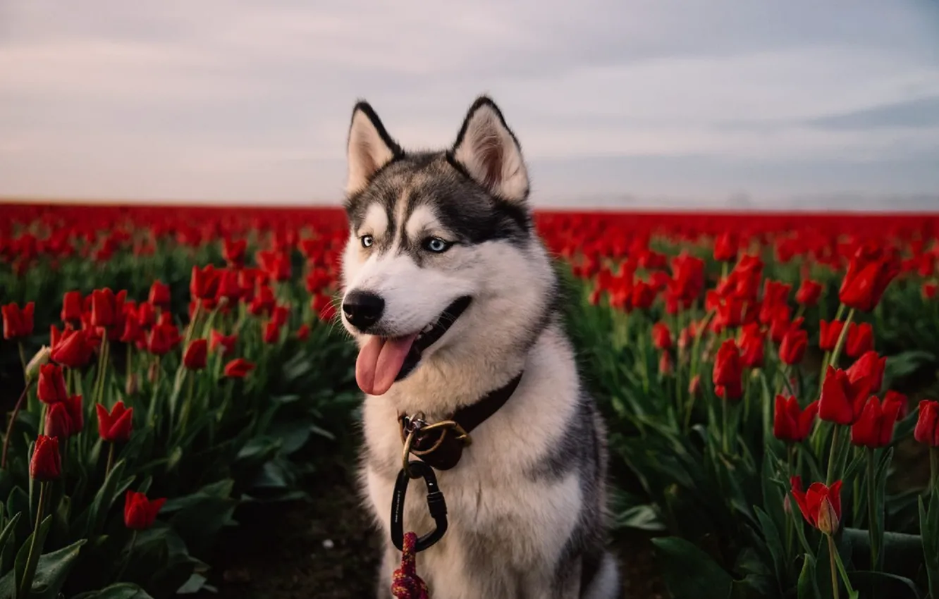 Photo wallpaper flowers, red, field, dog, tulips, husky, Laika