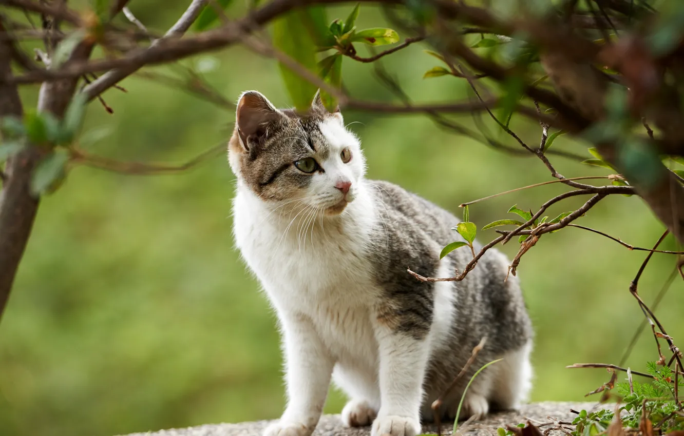 Photo wallpaper cat, cat, branches, kitty