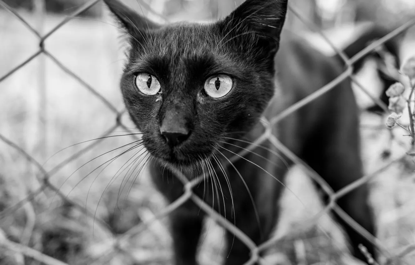Photo wallpaper eyes, cat, look, the fence