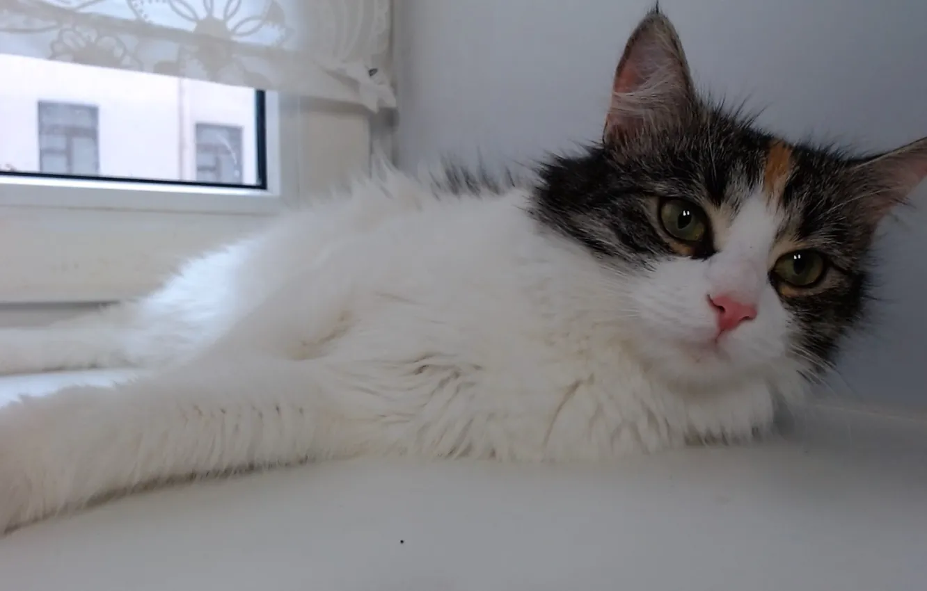 Photo wallpaper kitty, Kote, KIS KIS
