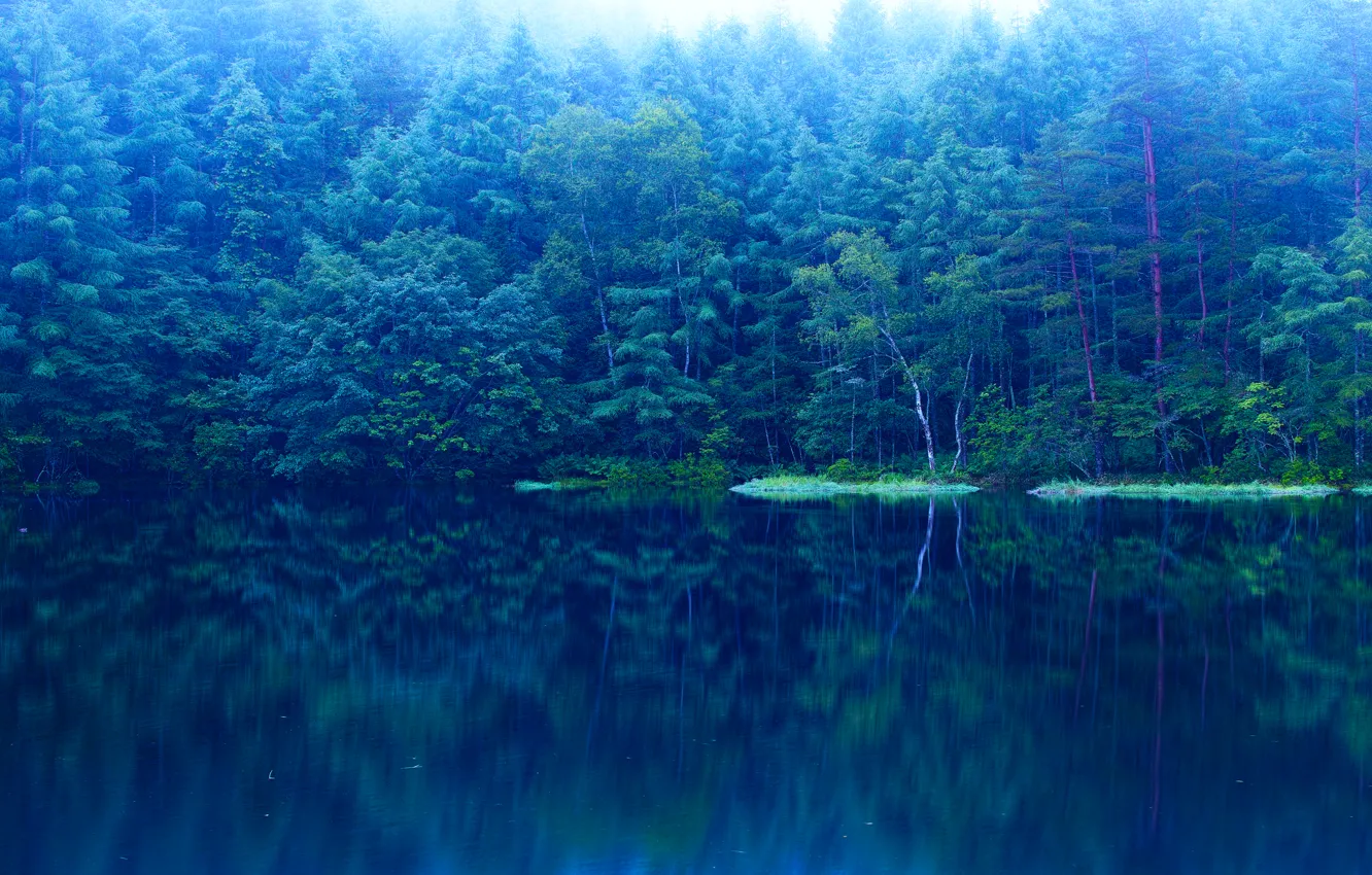 Photo wallpaper forest, water, trees, lake, blue