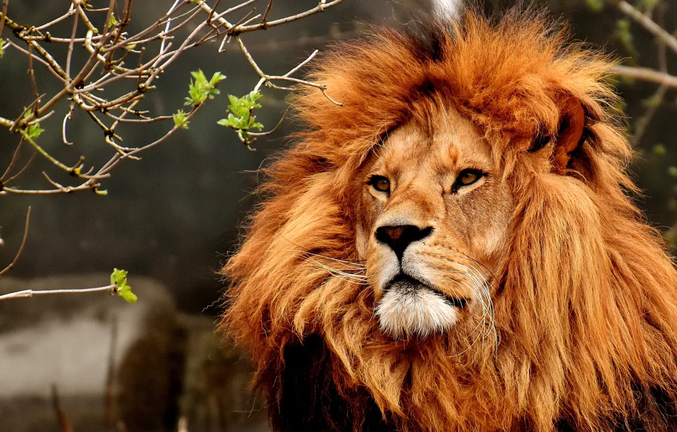 Photo wallpaper animal, mane, Leo