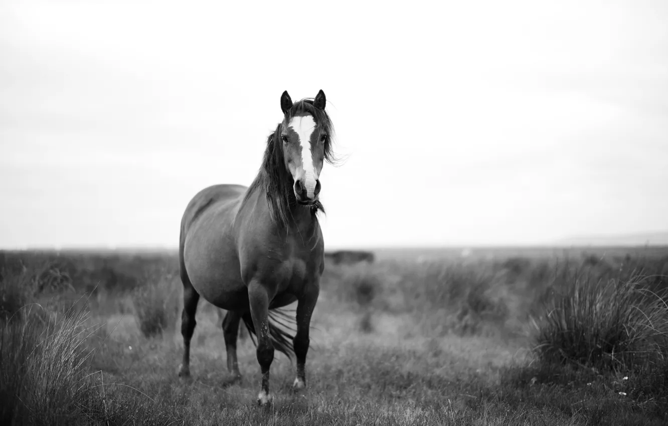 Photo wallpaper field, the wind, horse