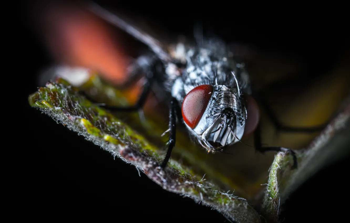Photo wallpaper Macro, Fly, Eyes, Insect, Macro, Fly, Insect, Paws