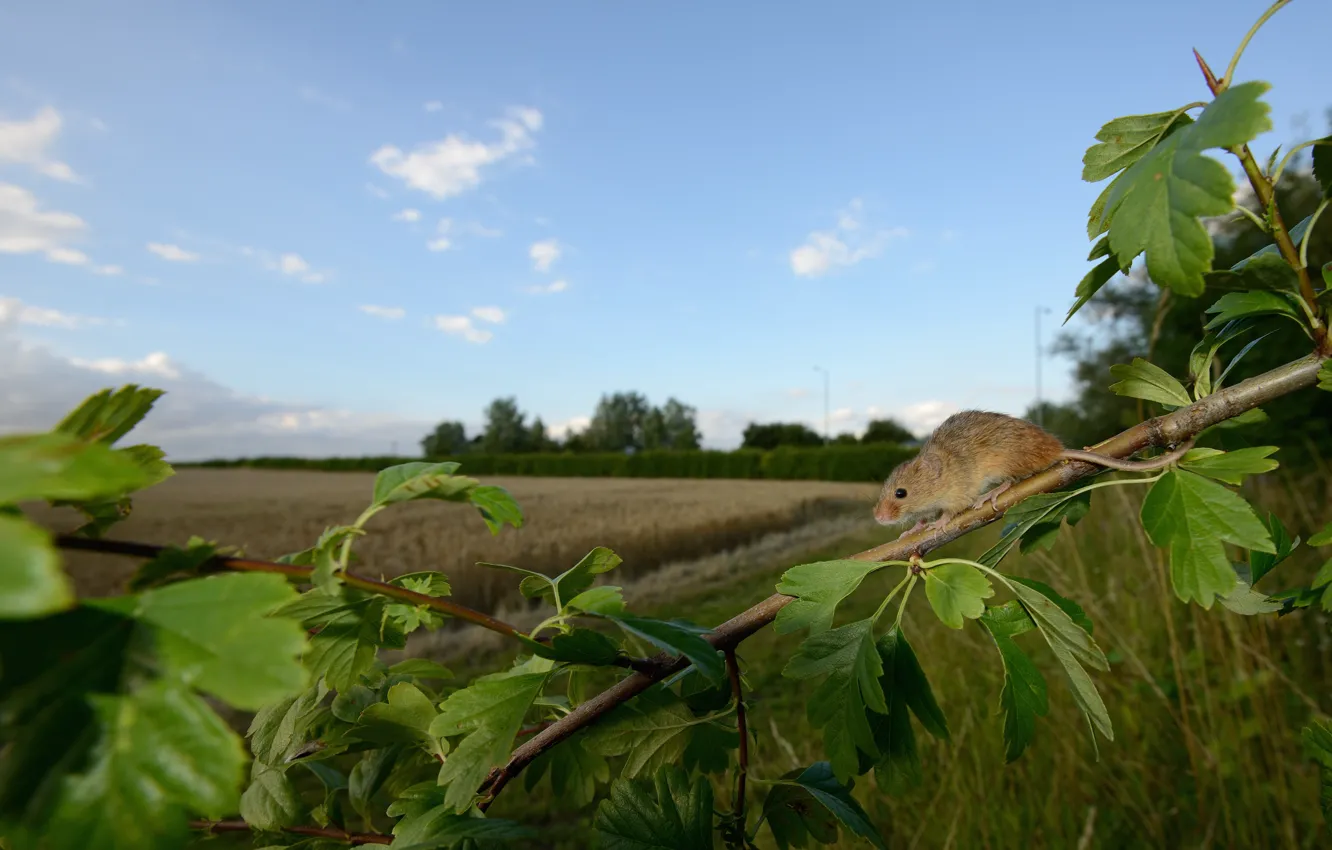 Photo wallpaper field, the sky, leaves, branches, mouse, mouse, ears, cereals