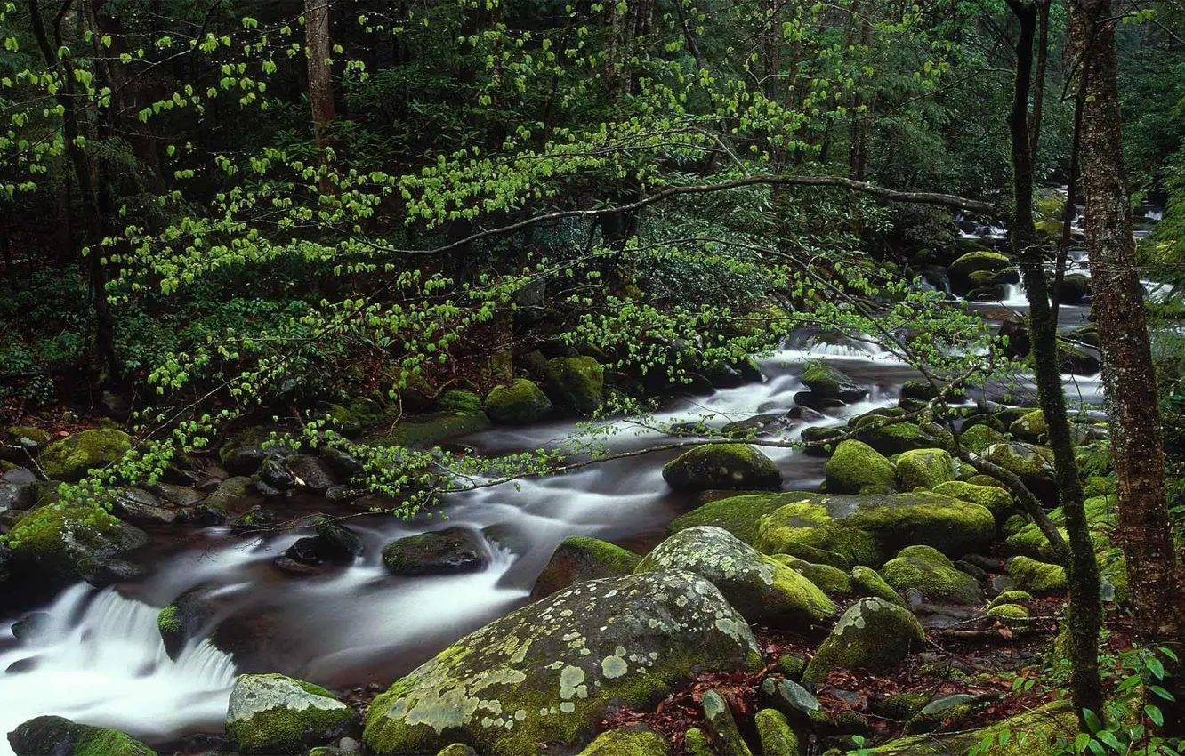 Photo wallpaper forest, river, stones, USA, Tennessee, National Park great smoky mountains national Park