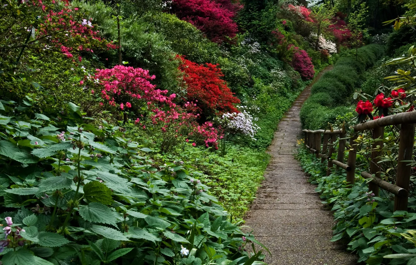 Photo wallpaper plants, garden, track, Nature, flowers, garden, path