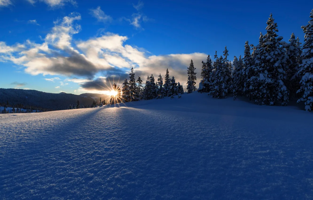 Photo wallpaper winter, forest, snow, sunrise, dawn, morning, ate, Oregon