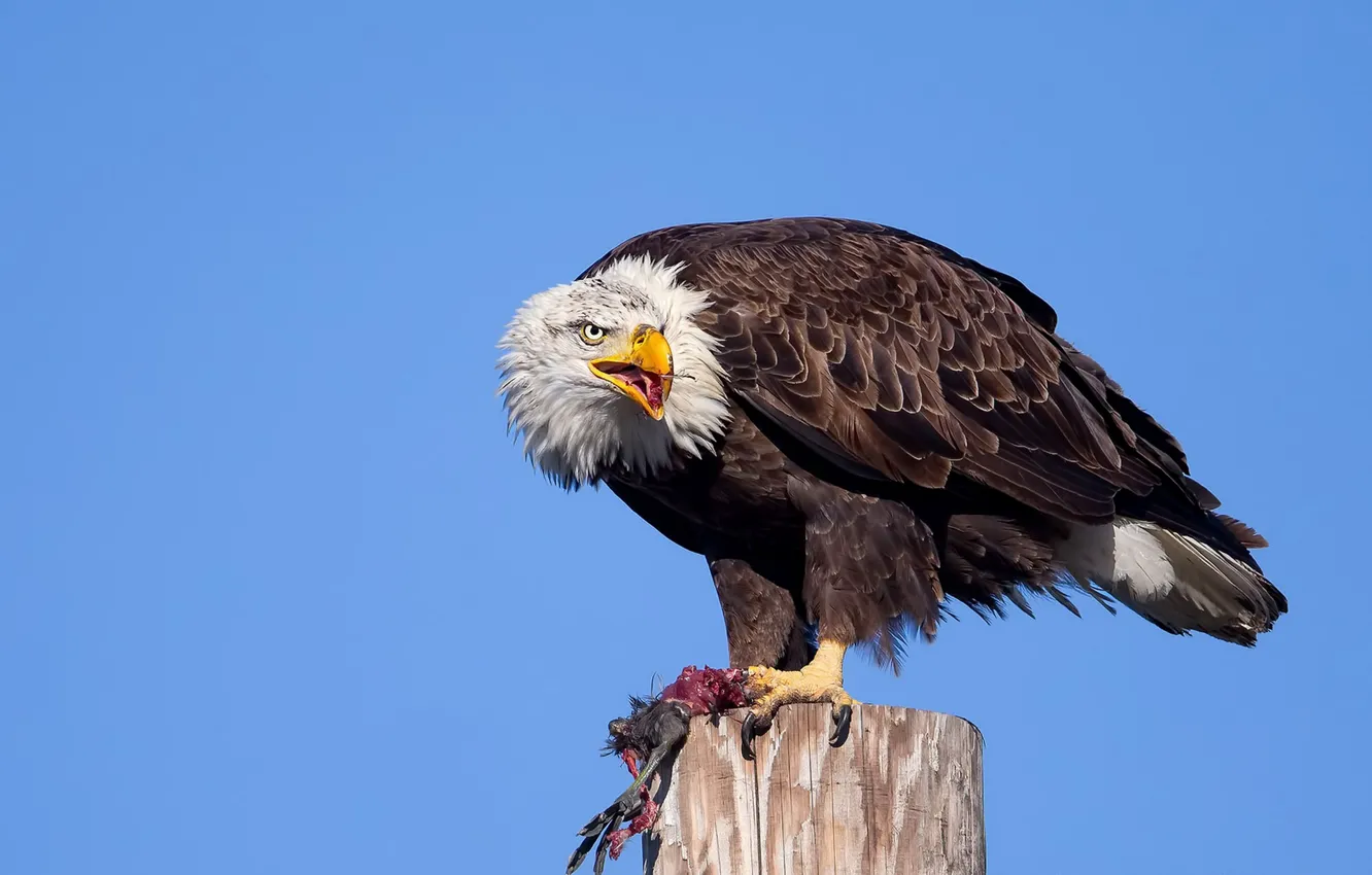 Photo wallpaper nature, bird, eagle