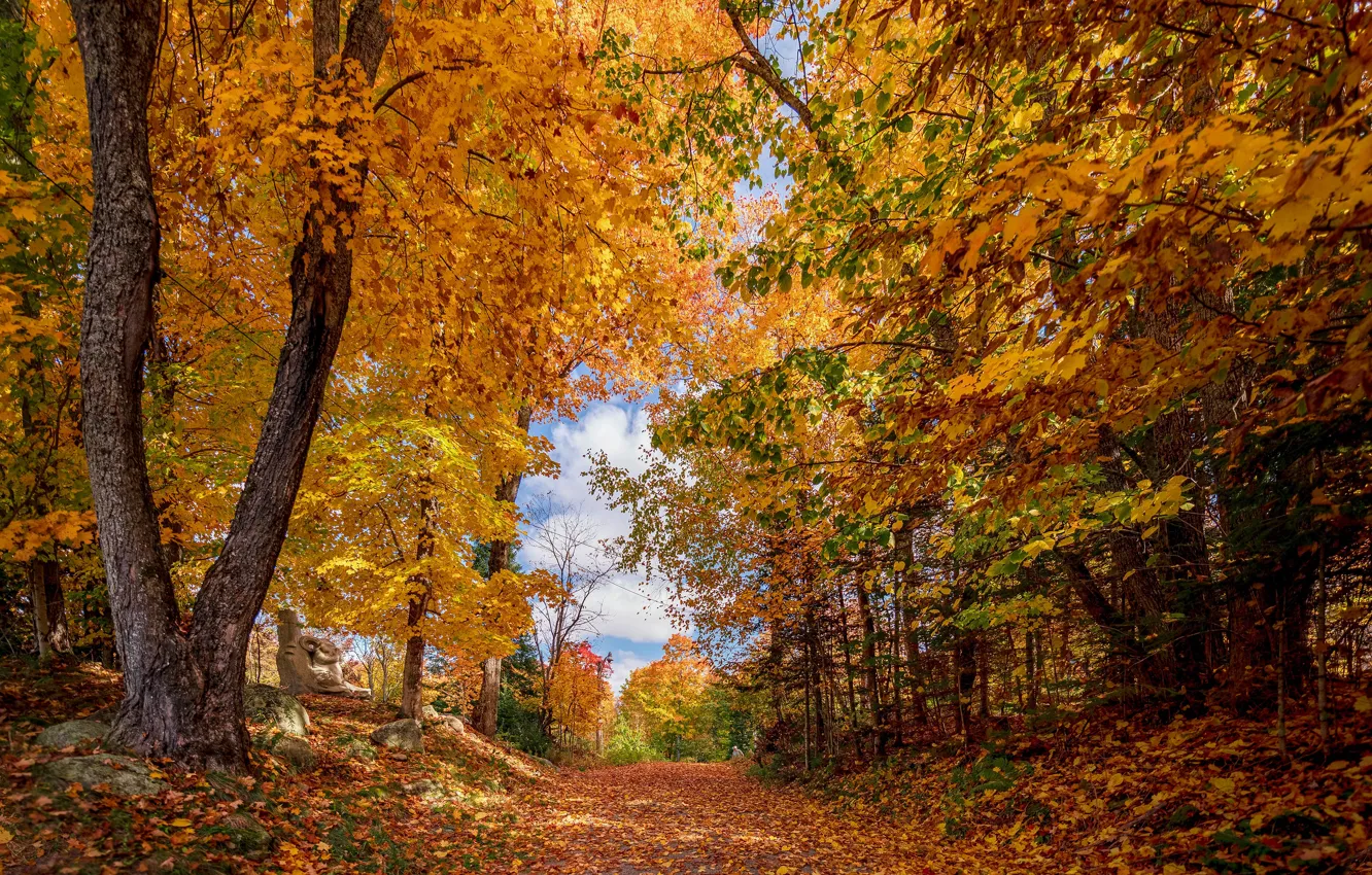 Photo wallpaper autumn, forest, trees, Park, alley, Golden autumn
