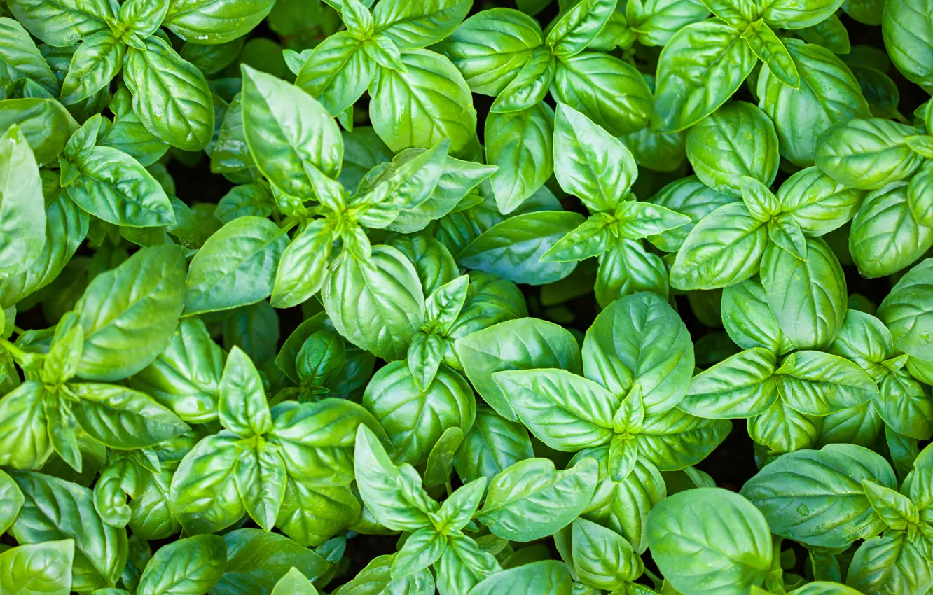 Photo wallpaper green, leaves, plant