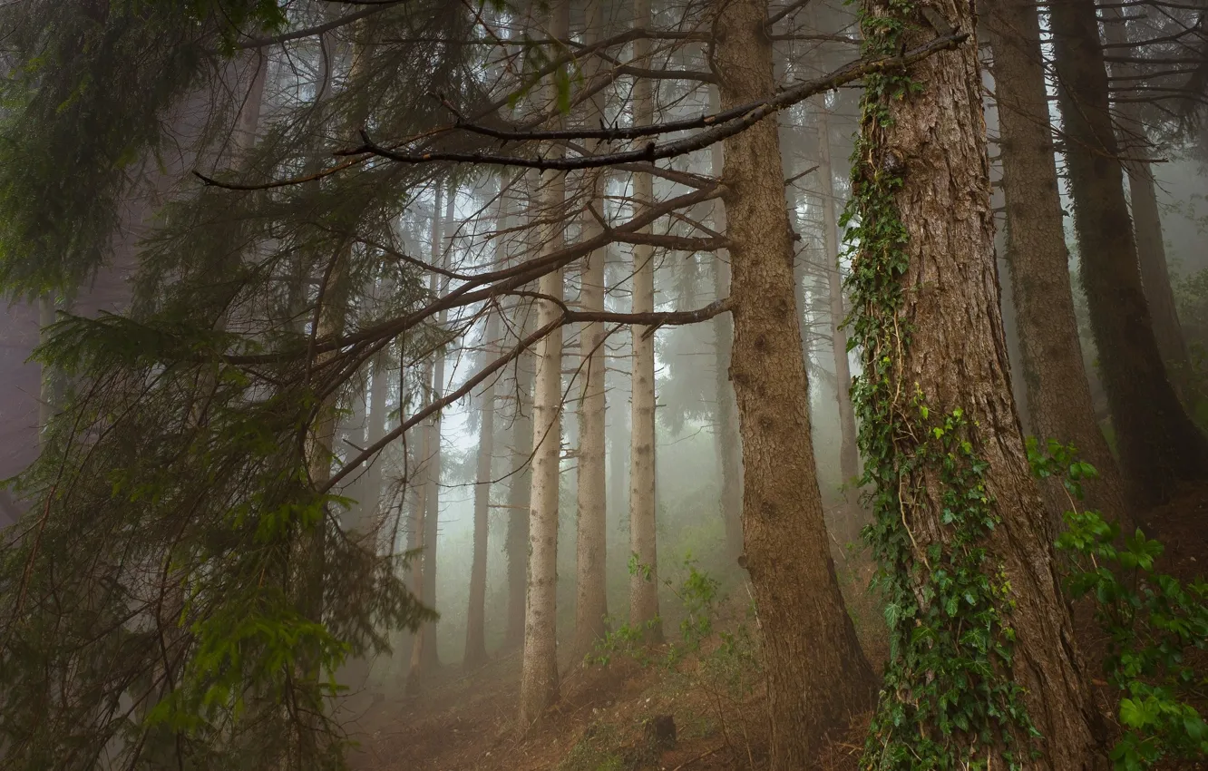 Photo wallpaper forest, landscape, nature, beauty, ivy