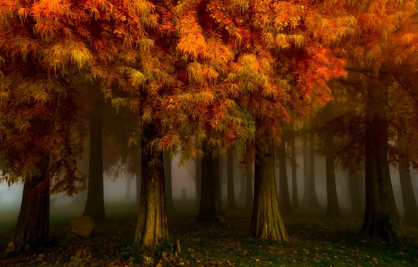 Photo wallpaper autumn, forest, trees, nature, fog, Park, morning