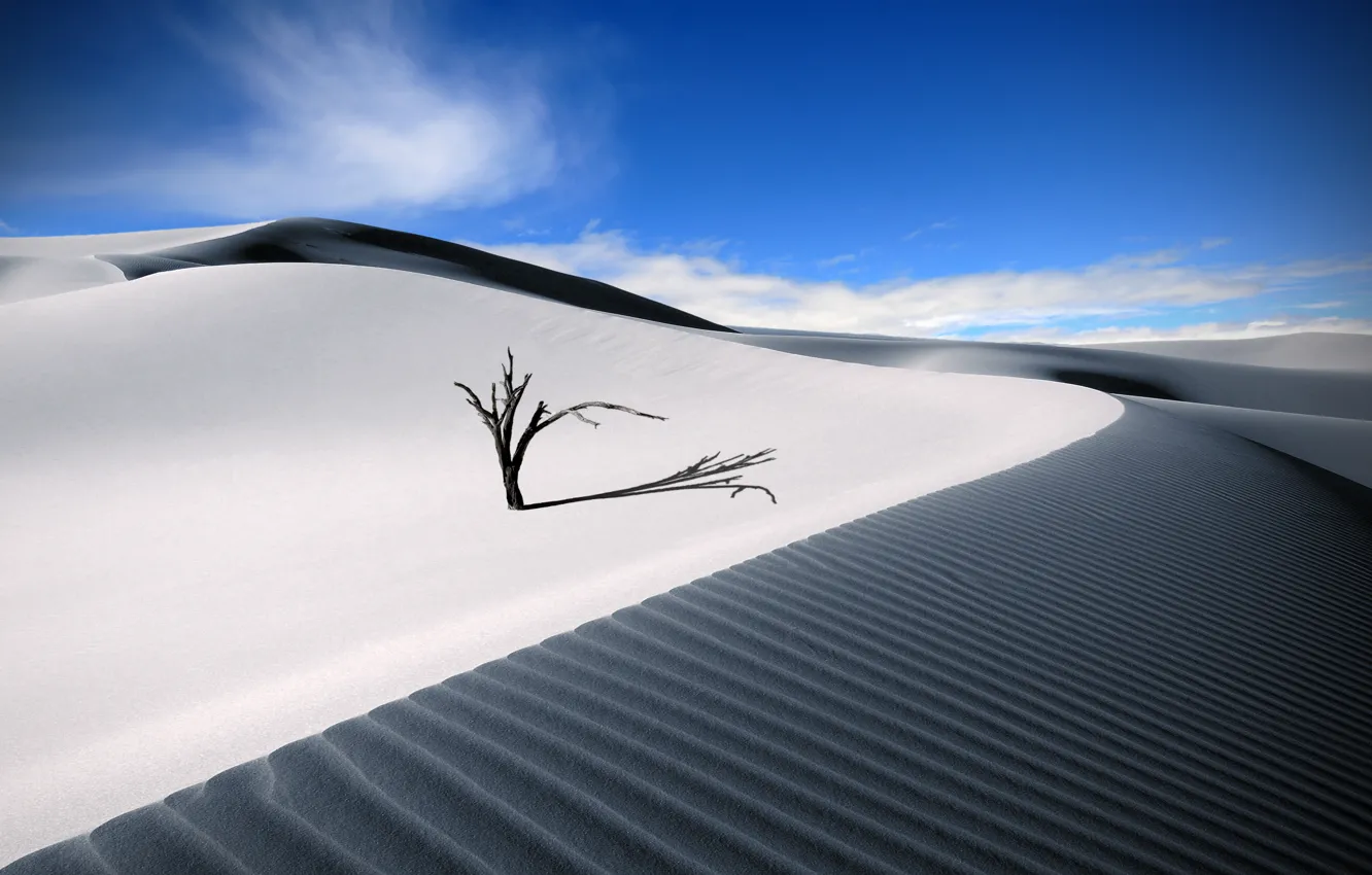 Photo wallpaper sand, summer, the sky, desert, tree