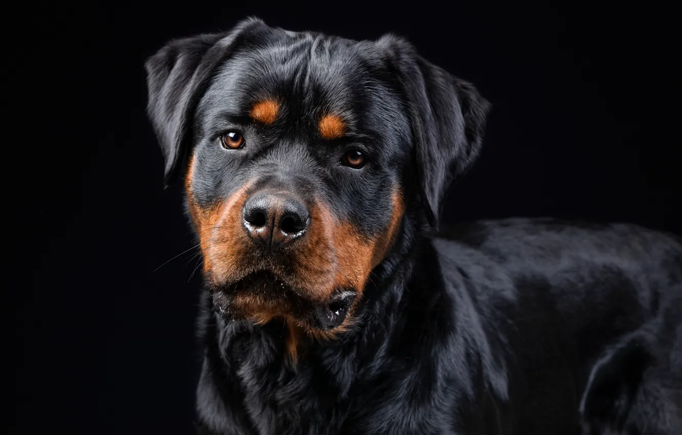 Photo wallpaper look, face, dog, black background, Rottweiler