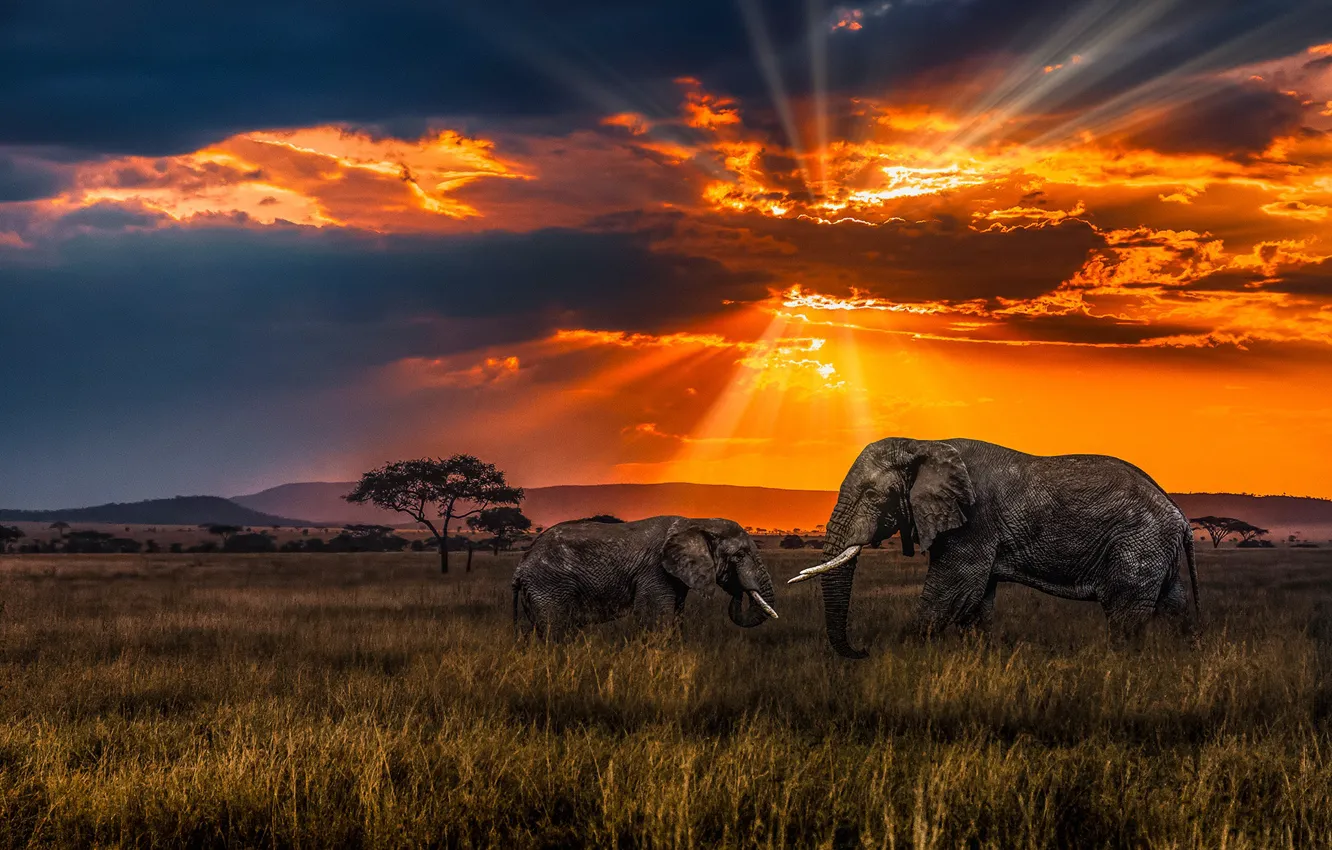 Photo wallpaper sunset, Savannah, elephants