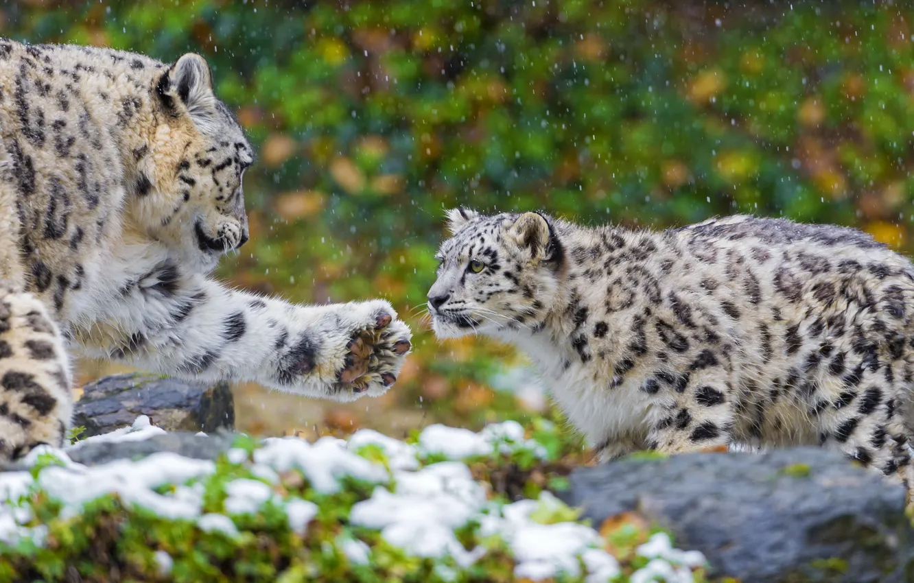 Photo wallpaper predator, paws, family, pair, IRBIS, snow leopard, snow leopard, kitty