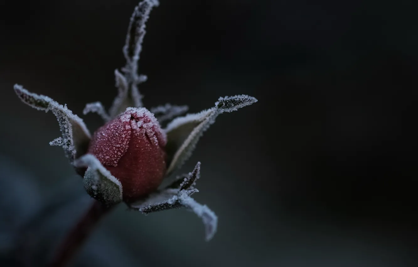 Photo wallpaper flowers, nature, roses
