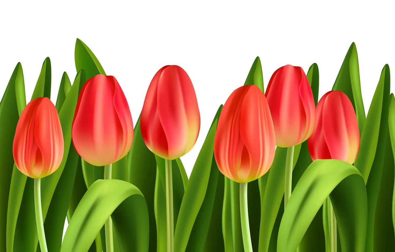 Photo wallpaper flowers, tulips, buds