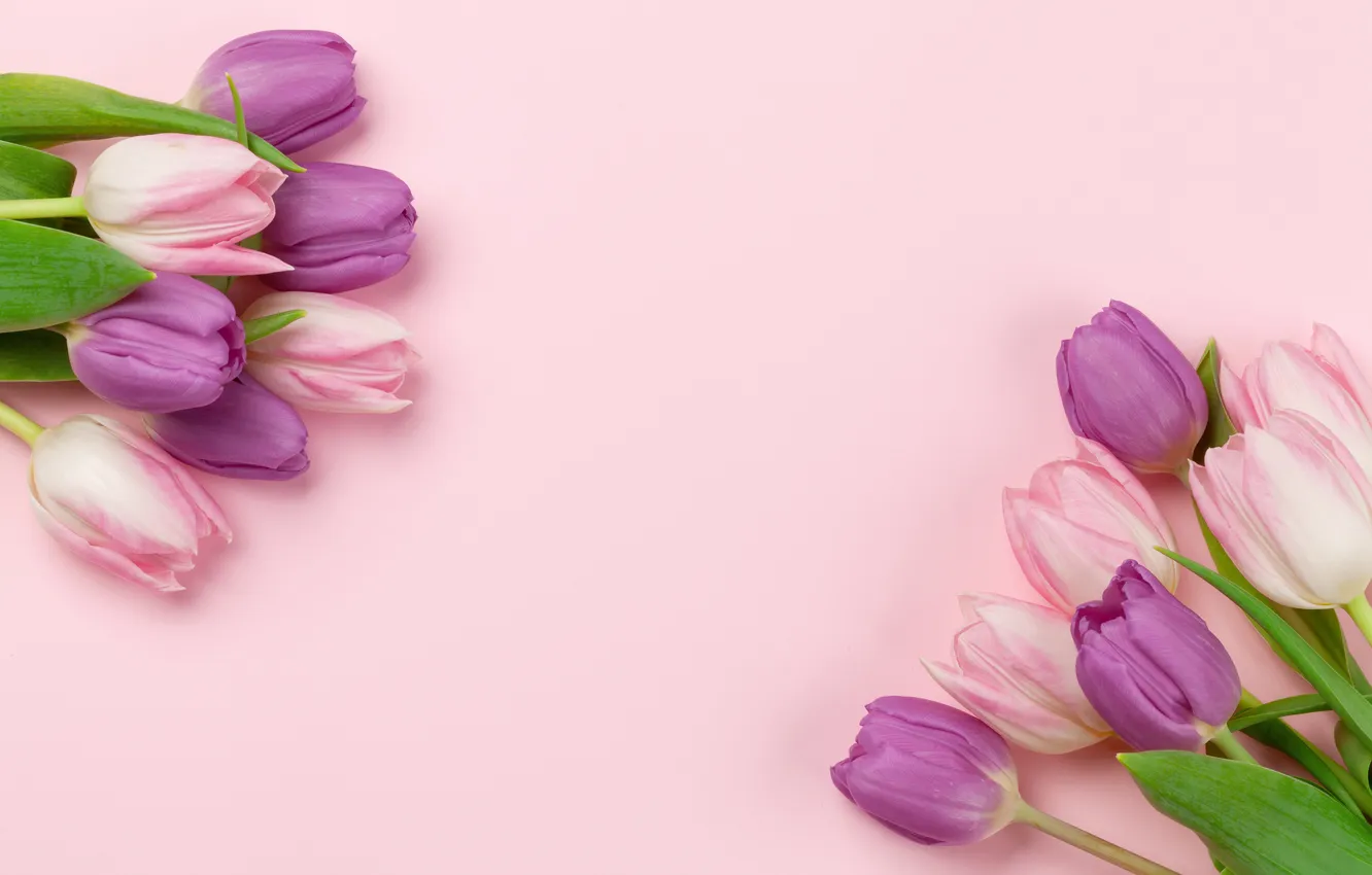 Photo wallpaper flowers, tulips, pink background, pink, flowers, background, tulips, spring