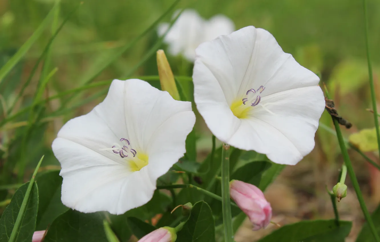 Photo wallpaper white, flower, two