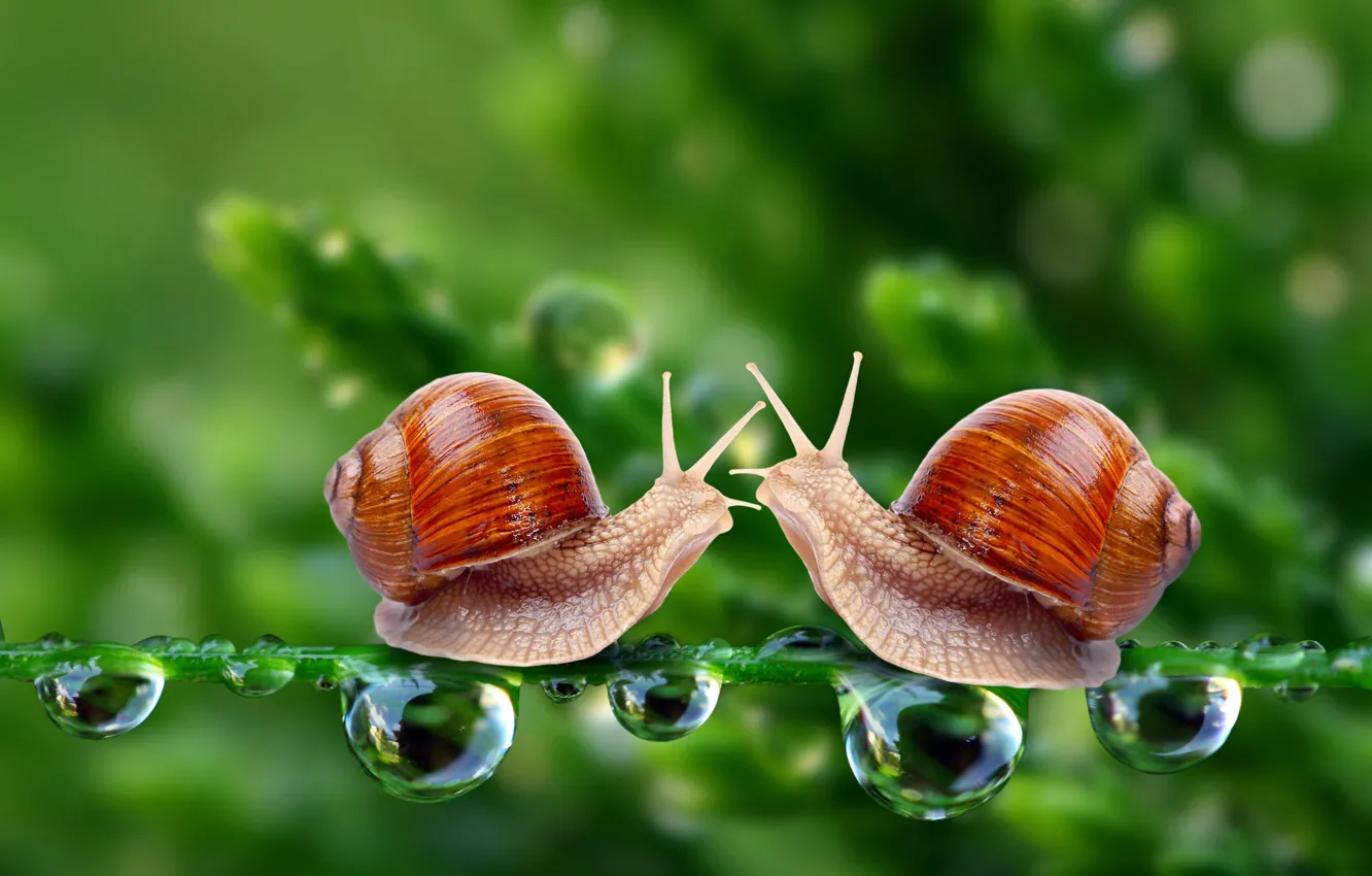 Photo wallpaper drops, macro, meeting, snails