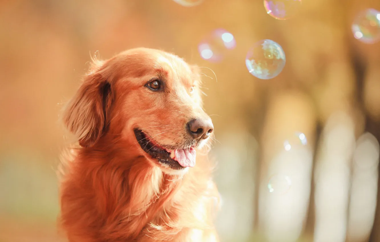 Photo wallpaper language, look, light, nature, pose, portrait, dog, bubbles
