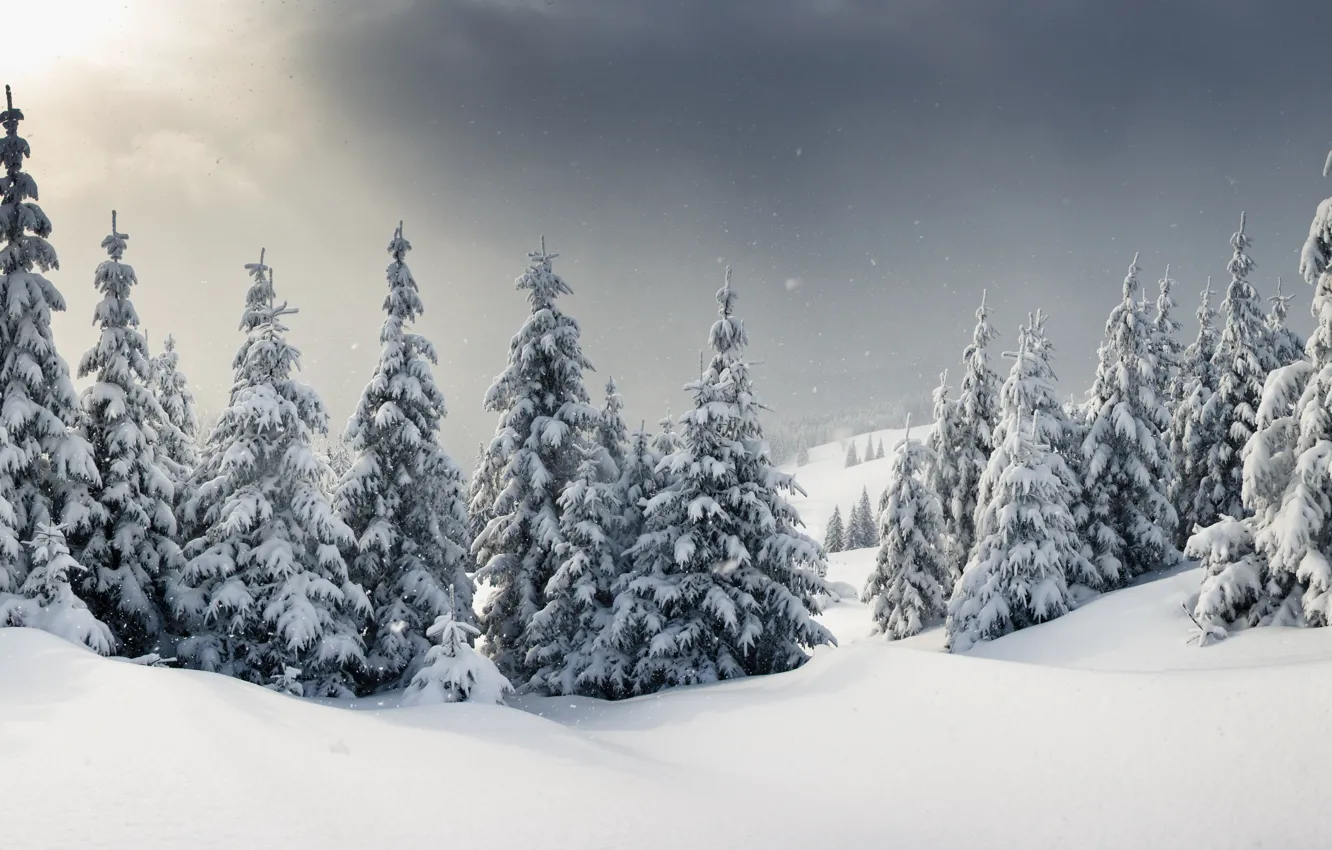 Photo wallpaper winter, snow, tree, landscape, winter, snow