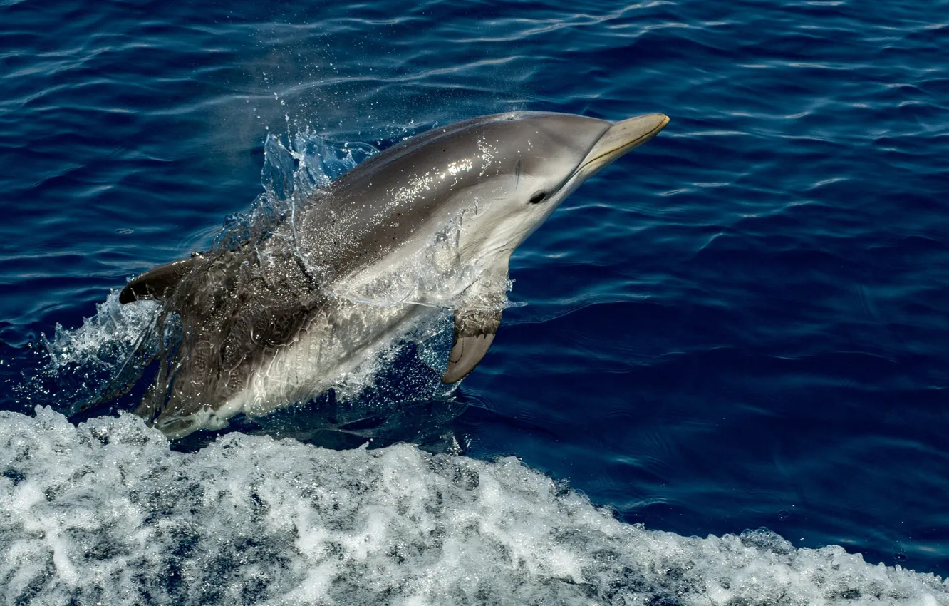 Photo wallpaper water, squirt, animal, dolphins