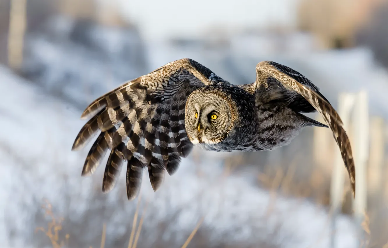 Photo wallpaper winter, snow, flight, nature, pose, background, owl, bird