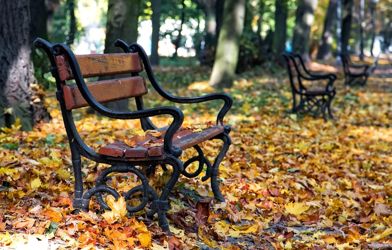 Photo wallpaper autumn, leaves, trees, bench, Park, park, autumn, leaves