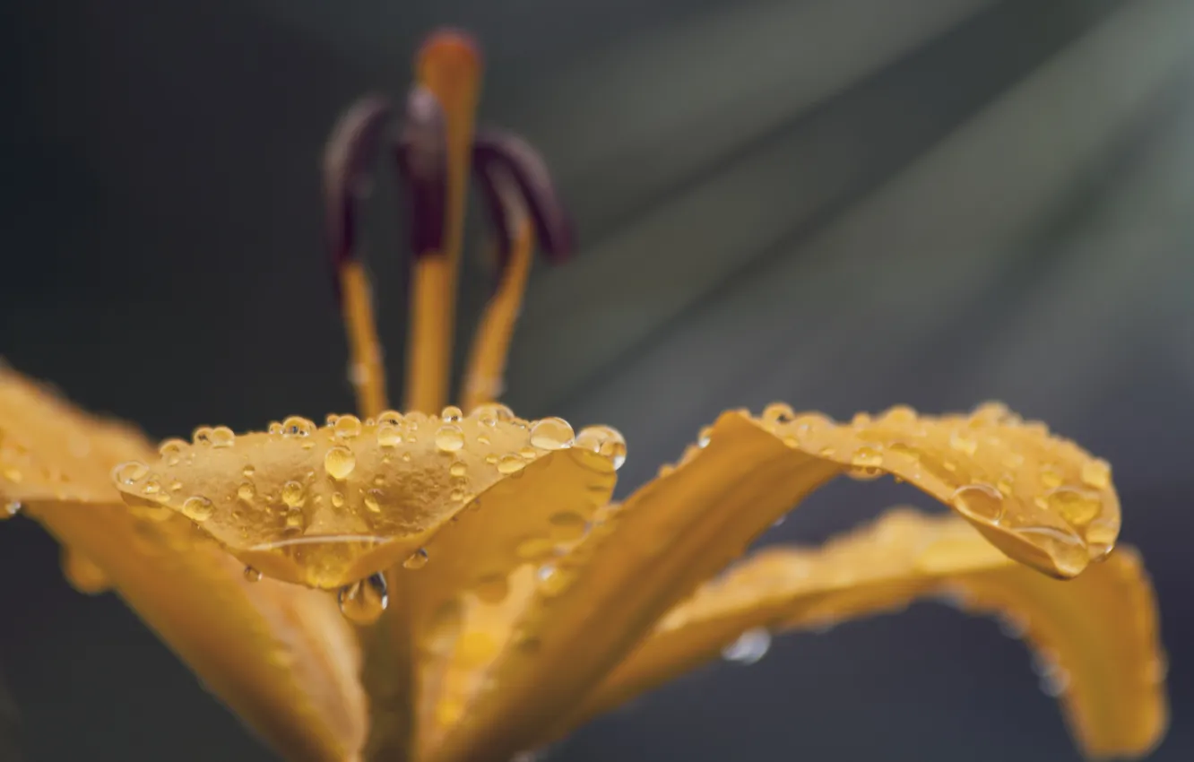Photo wallpaper drops, flowers, yellow, Rosa, Lily, petals