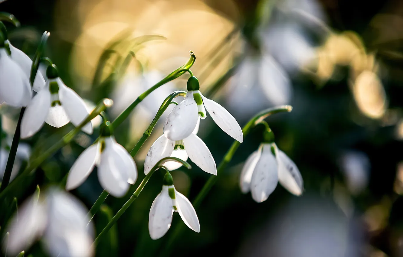 Photo wallpaper macro, flowers, nature