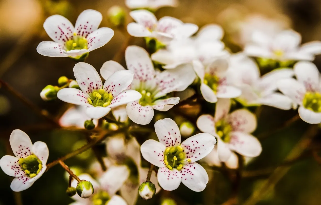 Photo wallpaper macro, flowers, photo, spring