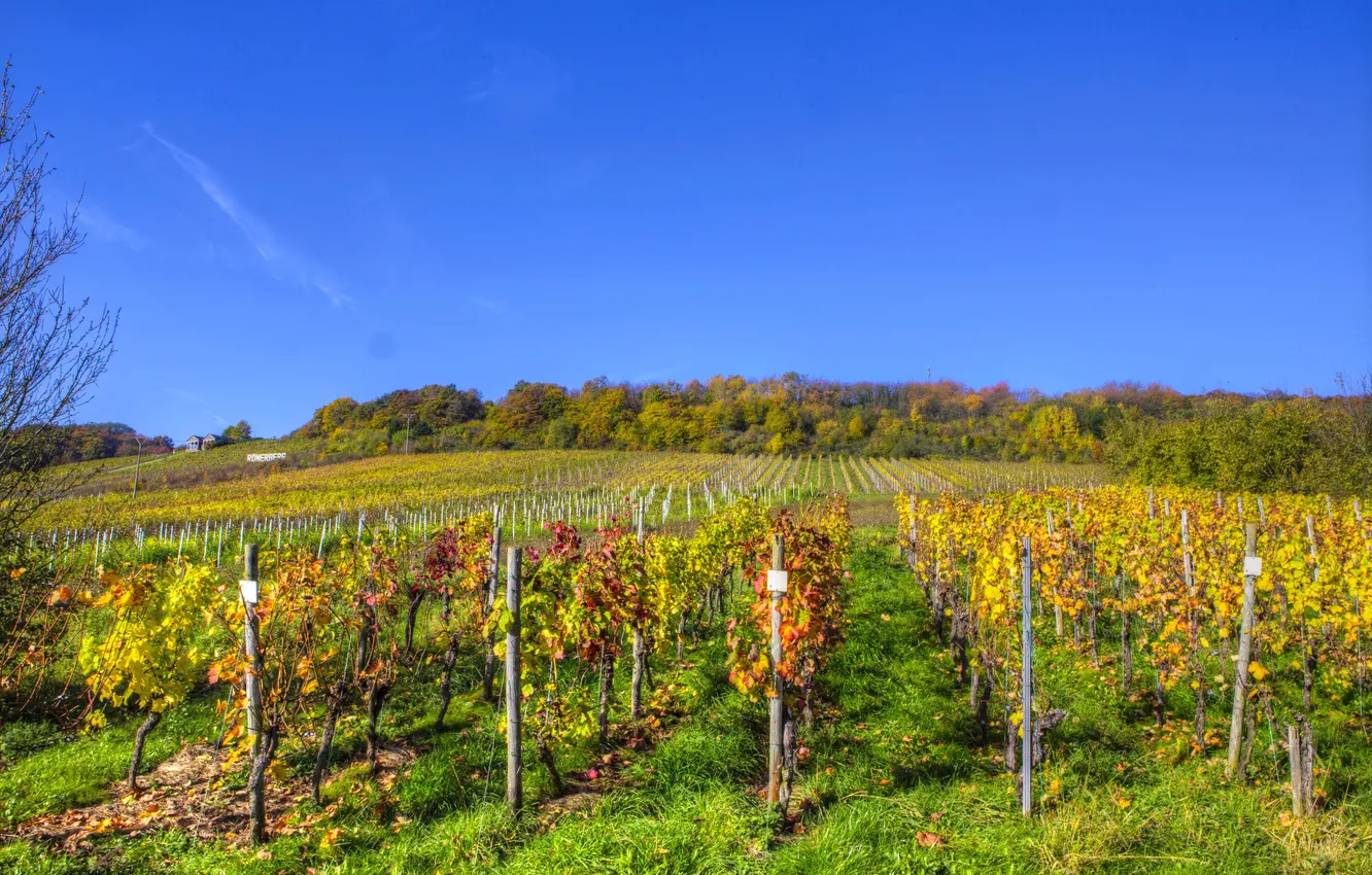 Photo wallpaper field, Germany, the bushes, plantation, Senheim