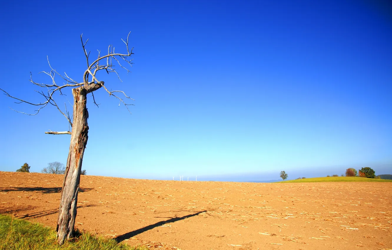 Photo wallpaper field, the sun, trees, nature
