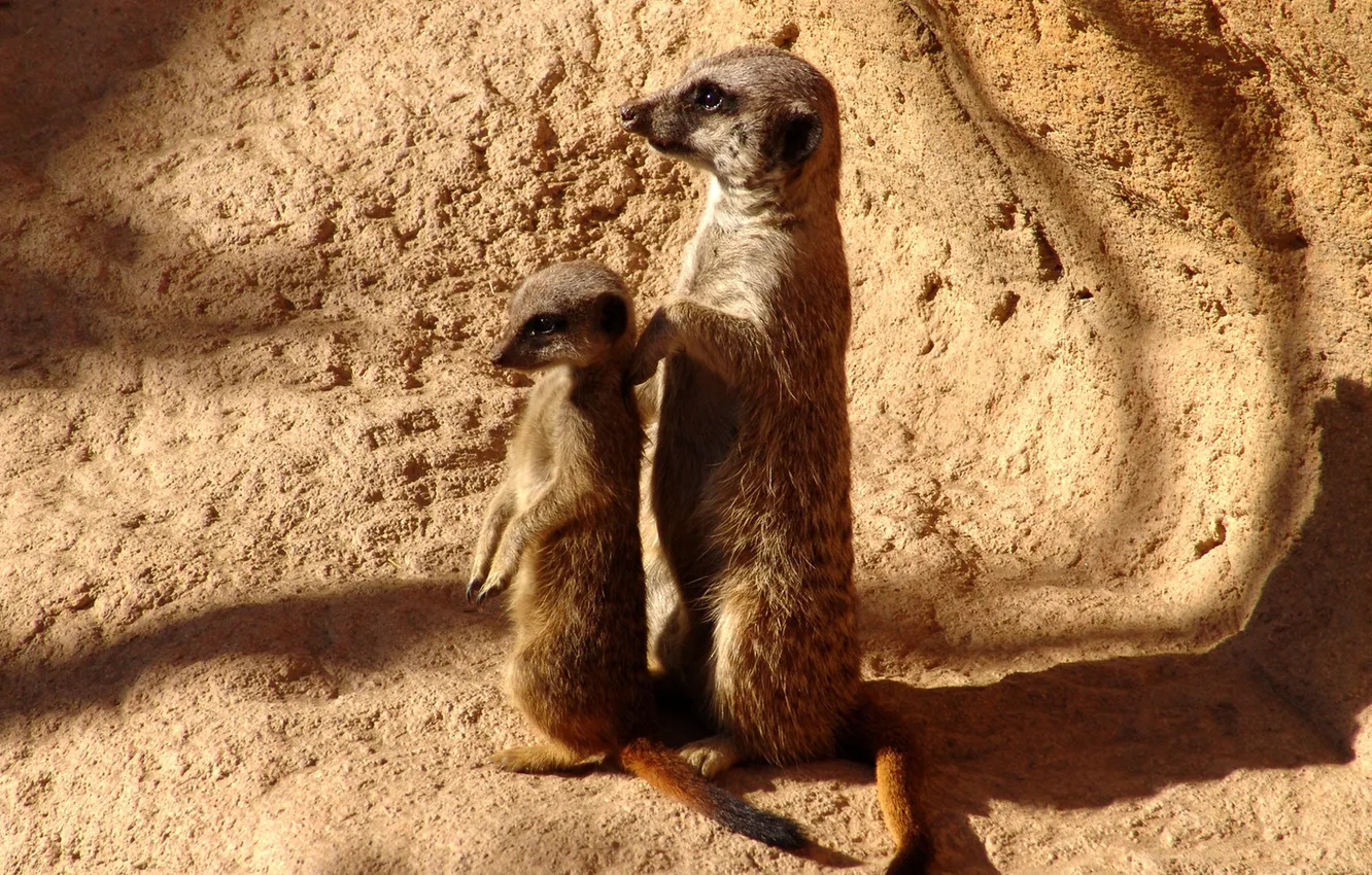 Photo wallpaper meerkats, gophers, stand, family, animal world