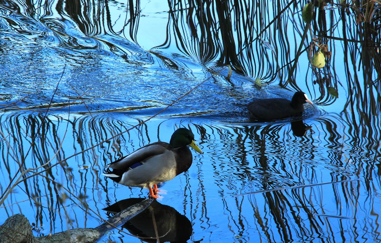Photo wallpaper water, lake, birds, duck, swim